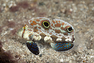 Crab-eye Goby, Signigobius biocellatus, Tufi, Solomon Sea, Papua New Guinea