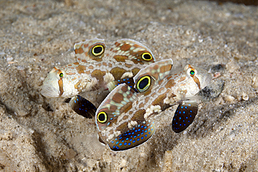 Pair of Crab-eye Gobies, Signigobius biocellatus, Tufi, Solomon Sea, Papua New Guinea