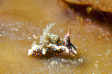 Psychedelic Batwing Slug, Sagaminopteron psychedelicum, Tufi, Solomon Sea, Papua New Guinea