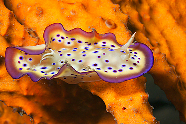 Dorid Nudibranch, Chromodoris kuniei, Tufi, Solomon Sea, Papua New Guinea