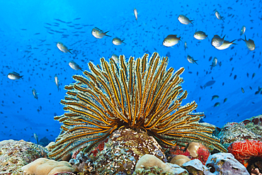 Crinoids in Coral Reef, Comaster schlegeli, Tufi, Solomon Sea, Papua New Guinea