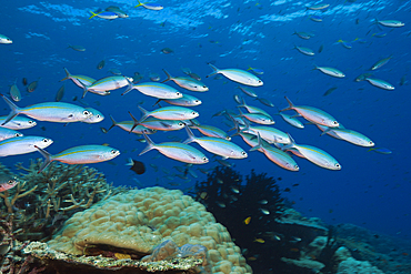 Shoal of Mosaic Fusilier, Pterocaesio tesselata, Tufi, Solomon Sea, Papua New Guinea