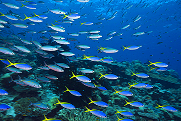 Shoal of Fusilier, Caesio, Tufi, Solomon Sea, Papua New Guinea