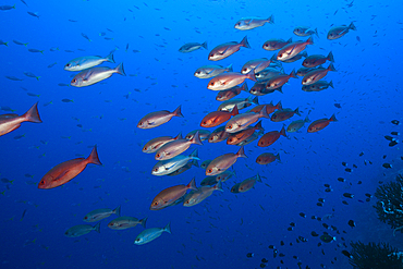 Shoal of Slender Pinjalo Snapper, Pinjalo lewisi, Tufi, Solomon Sea, Papua New Guinea