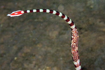 Male Banded Pipefish carries eggs underside, Doryrhamphus dactyliophorus, Tufi, Solomon Sea, Papua New Guinea