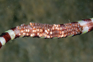 Male Banded Pipefish carries eggs underside, Doryrhamphus dactyliophorus, Tufi, Solomon Sea, Papua New Guinea