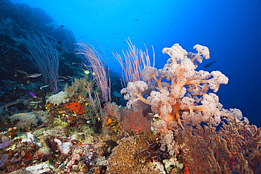 Species-rich Coral Reef, Tufi, Solomon Sea, Papua New Guinea