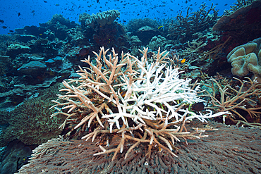 Coral Bleaching, Tufi, Solomon Sea, Papua New Guinea