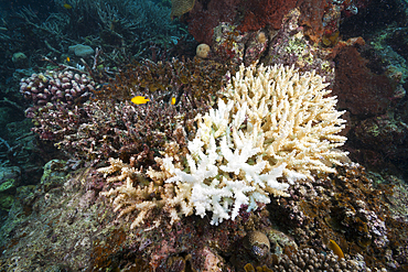 Coral Bleaching, Tufi, Solomon Sea, Papua New Guinea