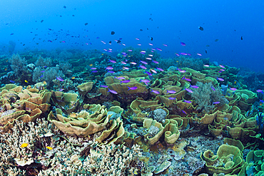 Reef of Lettuce Coral, Turbinaria mesenterina, Tufi, Solomon Sea, Papua New Guinea