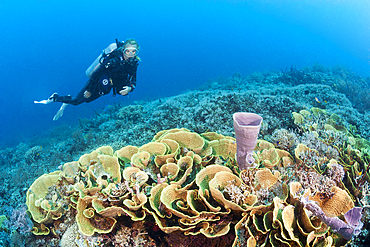 Reef of Lettuce Coral, Turbinaria mesenterina, Tufi, Solomon Sea, Papua New Guinea