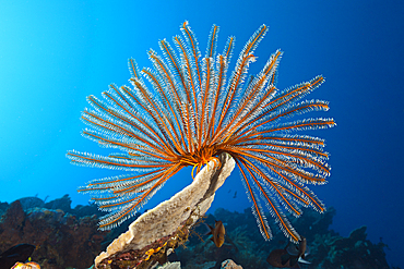 Bushy Feather Star in Coral Reef, Comaster schlegeli, Tufi, Solomon Sea, Papua New Guinea