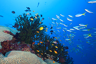 Anthias over Coral Reef, Tufi, Solomon Sea, Papua New Guinea