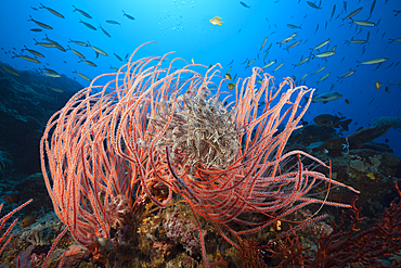 Whip Coral in Coral Reef, Ellisella ceratophyta, Tufi, Solomon Sea, Papua New Guinea