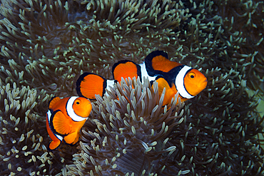 Pair of Clown Anemonefish, Amphiprion percula, Tufi, Solomon Sea, Papua New Guinea