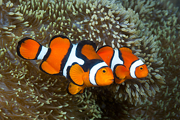 Pair of Clown Anemonefish, Amphiprion percula, Tufi, Solomon Sea, Papua New Guinea