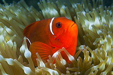 Spinecheek Clownfish, Premnas aculeatus, Tufi, Solomon Sea, Papua New Guinea