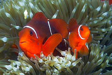 Pair of Spinecheek Clownfish, Premnas aculeatus, Tufi, Solomon Sea, Papua New Guinea