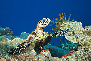 Hawksbill Sea Turtle, Eretmochelys imbricata, Tufi, Solomon Sea, Papua New Guinea