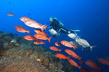 Shoal of Slender Pinjalo Snapper, Pinjalo lewisi, Tufi, Solomon Sea, Papua New Guinea