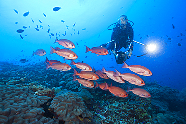 Shoal of Slender Pinjalo Snapper, Pinjalo lewisi, Tufi, Solomon Sea, Papua New Guinea