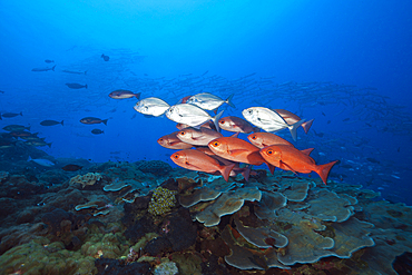 Shoal of Slender Pinjalo Snapper, Pinjalo lewisi, Tufi, Solomon Sea, Papua New Guinea