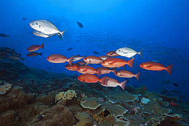 Shoal of Slender Pinjalo Snapper, Pinjalo lewisi, Tufi, Solomon Sea, Papua New Guinea