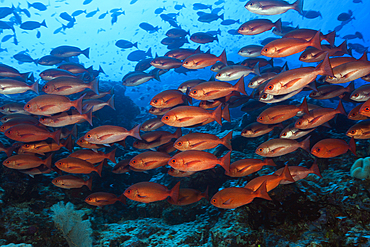 Shoal of Slender Pinjalo Snapper, Pinjalo lewisi, Tufi, Solomon Sea, Papua New Guinea