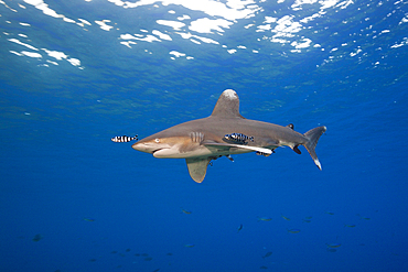 Oceanic Whitetip Shark, Carcharhinus longimanus, Atlantic Ocean, Bahamas