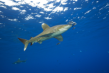 Oceanic Whitetip Shark, Carcharhinus longimanus, Atlantic Ocean, Bahamas