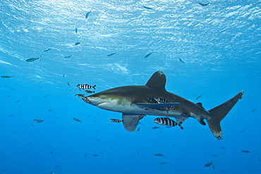 Oceanic Whitetip Shark, Carcharhinus longimanus, Atlantic Ocean, Bahamas