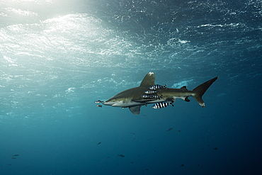 Oceanic Whitetip Shark, Carcharhinus longimanus, Atlantic Ocean, Bahamas