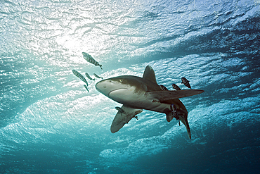 Oceanic Whitetip Shark, Carcharhinus longimanus, Atlantic Ocean, Bahamas