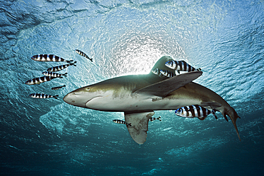 Oceanic Whitetip Shark, Carcharhinus longimanus, Atlantic Ocean, Bahamas