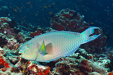 Indian Steephead Parrotfish, Scarus strongylocephalus, North Male Atoll, Indian Ocean, Maldives