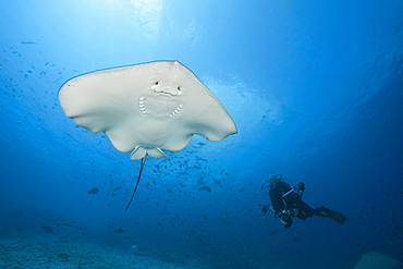 Pink Whipray, Pateobatis fai, North Male Atoll, Indian Ocean, Maldives