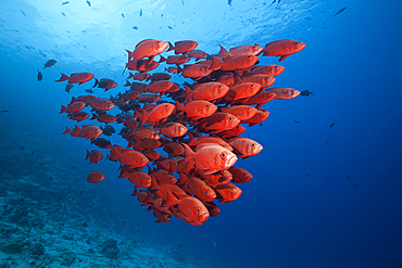 Shoal of Crescent-tail Bigeye, Priacanthus hamrur, North Male Atoll, Indian Ocean, Maldives