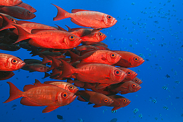 Shoal of Crescent-tail Bigeye, Priacanthus hamrur, North Male Atoll, Indian Ocean, Maldives