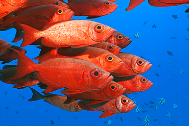 Shoal of Crescent-tail Bigeye, Priacanthus hamrur, North Male Atoll, Indian Ocean, Maldives