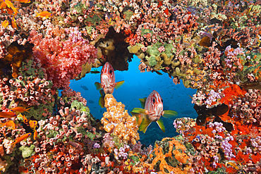 Longjaweed Squirrelfish, Sargocentron spiniferum, South Male Atoll, Indian Ocean, Maldives