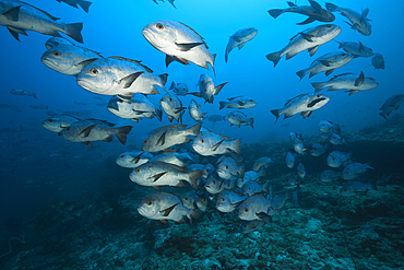 Shoal of Black Snapper, Macolor niger, South Male Atoll, Indian Ocean, Maldives