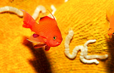 Juvenile Lyrethail anthias, Pseudanthias squamipinnis, Philippines, Bohol Sea, Pacific Ocean, Panglao Island, Bohol