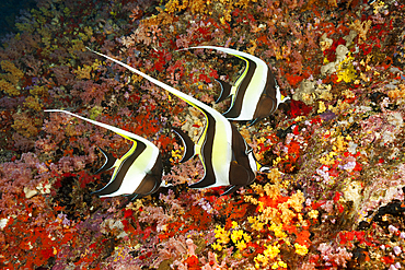 Moorish Idol, Zanclus cornutus, Felidhu Atoll, Indian Ocean, Maldives