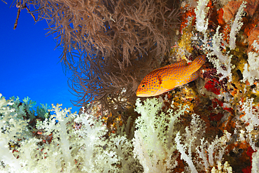 Coral Grouper, Cephalopholis miniata, Felidhu Atoll, Indian Ocean, Maldives