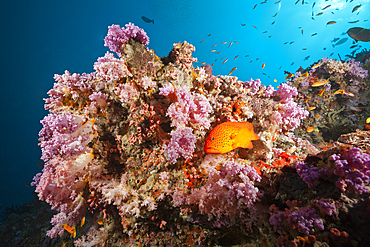 Coral Grouper, Cephalopholis miniata, Felidhu Atoll, Indian Ocean, Maldives