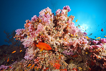 Coral Grouper, Cephalopholis miniata, Felidhu Atoll, Indian Ocean, Maldives