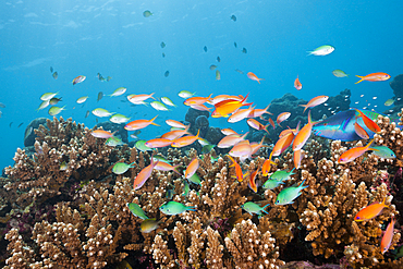 Flame Anthias over Coral Reef, Pseudanthias ignitus, Felidhu Atoll, Indian Ocean, Maldives