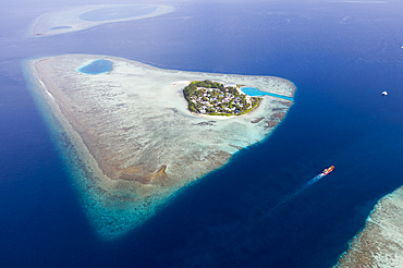 Diving Spot Rakheedhoo Channel, Felidhu Atoll, Indian Ocean, Maldives