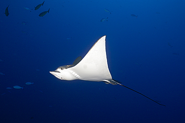 Spotted Eagle Ray, Aetobatus narinari, Felidhu Atoll, Indian Ocean, Maldives