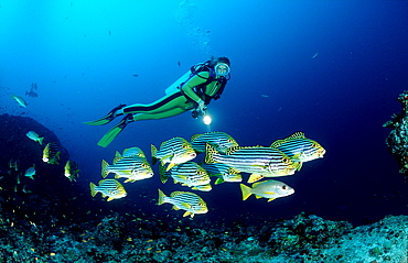 Oriental sweetlips and scuba diver, Plectorhinchus vittatus, Maldives Island, Indian Ocean, Ari Atol